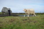 PICTURES/Heimaey Island Critters/t_DSC01176.JPG